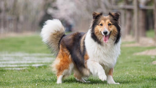 Five fashion smartest dog breeds